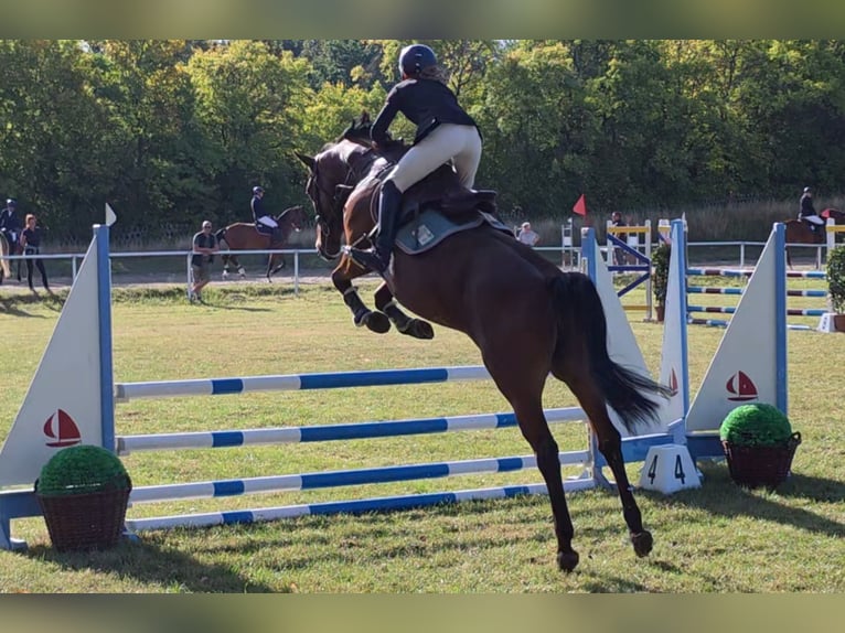 Deutsches Sportpferd Stute 8 Jahre 167 cm Brauner in Braunschweig