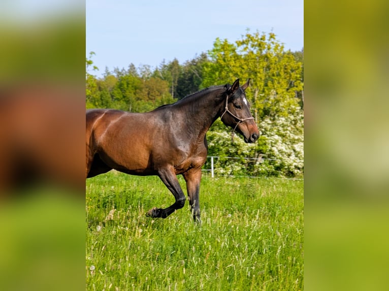 Deutsches Sportpferd Stute 8 Jahre 167 cm Brauner in Weischlitz