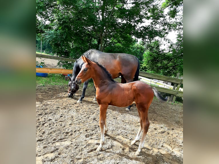 Deutsches Sportpferd Stute 8 Jahre 167 cm Brauner in Weischlitz