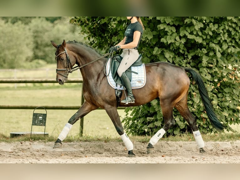 Deutsches Sportpferd Stute 8 Jahre 167 cm Dunkelbrauner in Haacht