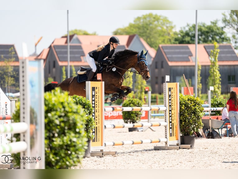 Deutsches Sportpferd Stute 8 Jahre 167 cm Dunkelbrauner in Fronreute