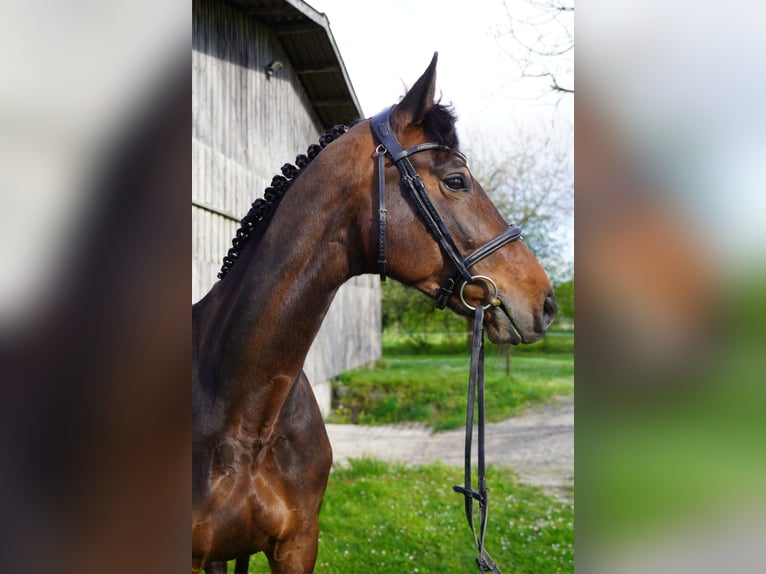 Deutsches Sportpferd Stute 8 Jahre 167 cm Dunkelbrauner in Fronreute