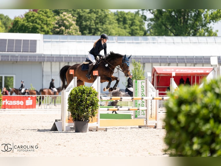 Deutsches Sportpferd Stute 8 Jahre 167 cm Dunkelbrauner in Fronreute