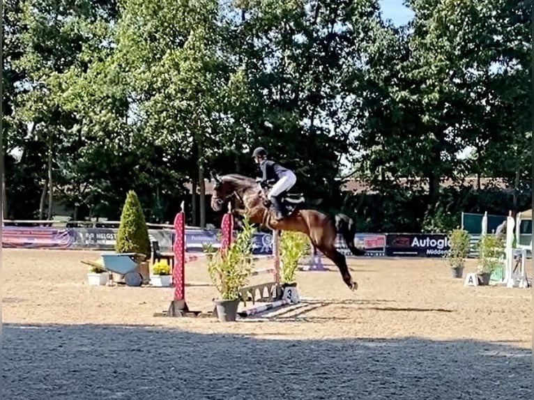 Deutsches Sportpferd Stute 8 Jahre 167 cm Dunkelbrauner in Fronreute