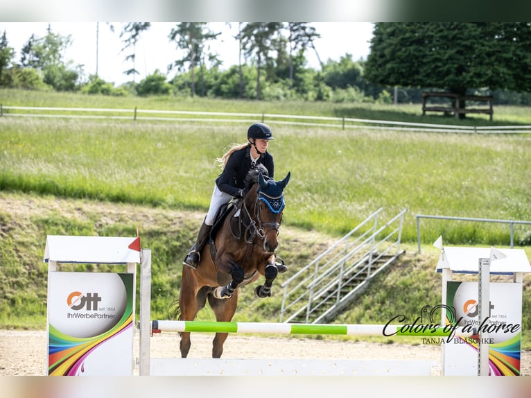 Deutsches Sportpferd Stute 8 Jahre 167 cm Dunkelbrauner in Fronreute
