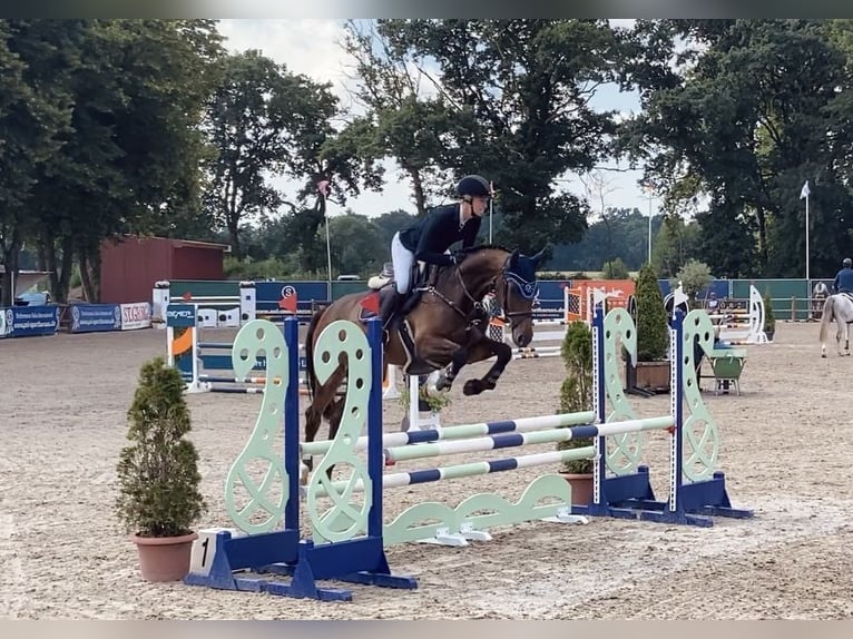 Deutsches Sportpferd Stute 8 Jahre 167 cm Dunkelbrauner in Fronreute