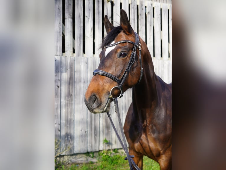 Deutsches Sportpferd Stute 8 Jahre 167 cm Dunkelbrauner in Fronreute