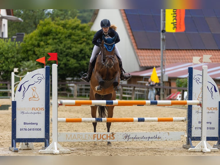 Deutsches Sportpferd Stute 8 Jahre 167 cm Dunkelbrauner in Fronreute
