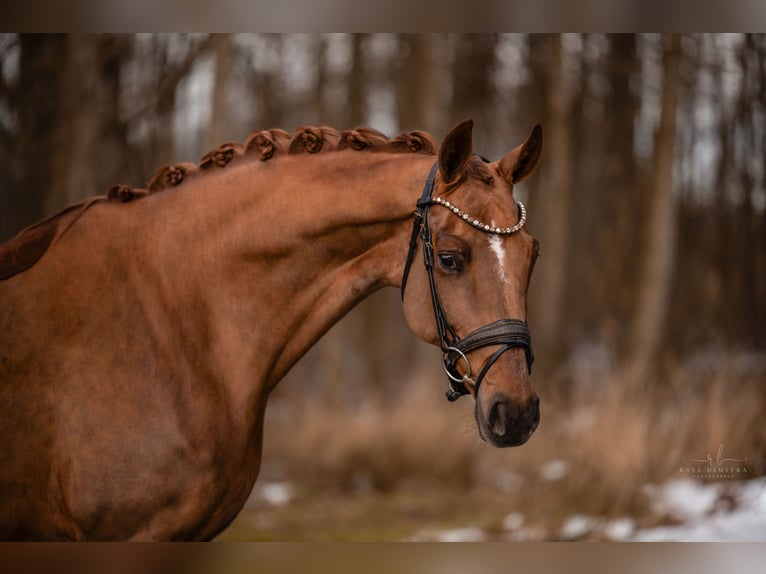 Deutsches Sportpferd Stute 8 Jahre 167 cm Dunkelfuchs in Wehringen