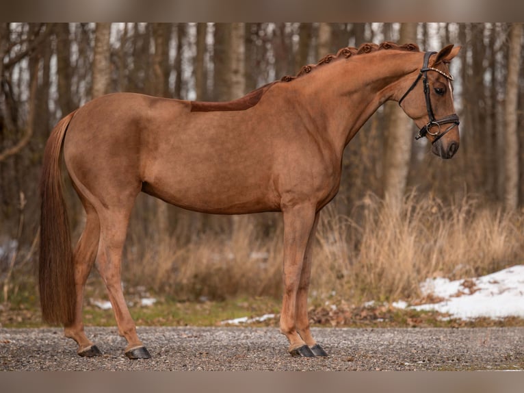 Deutsches Sportpferd Stute 8 Jahre 167 cm Dunkelfuchs in Wehringen