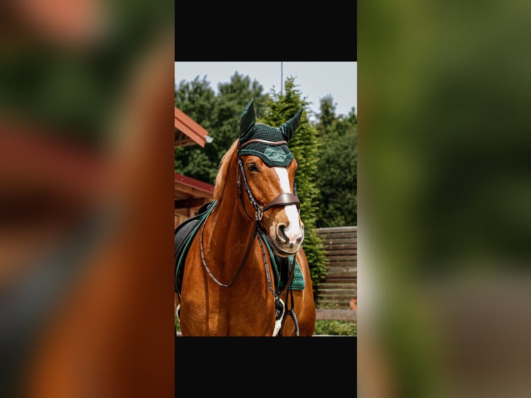 Deutsches Sportpferd Stute 8 Jahre 167 cm Fuchs in Steinhöring