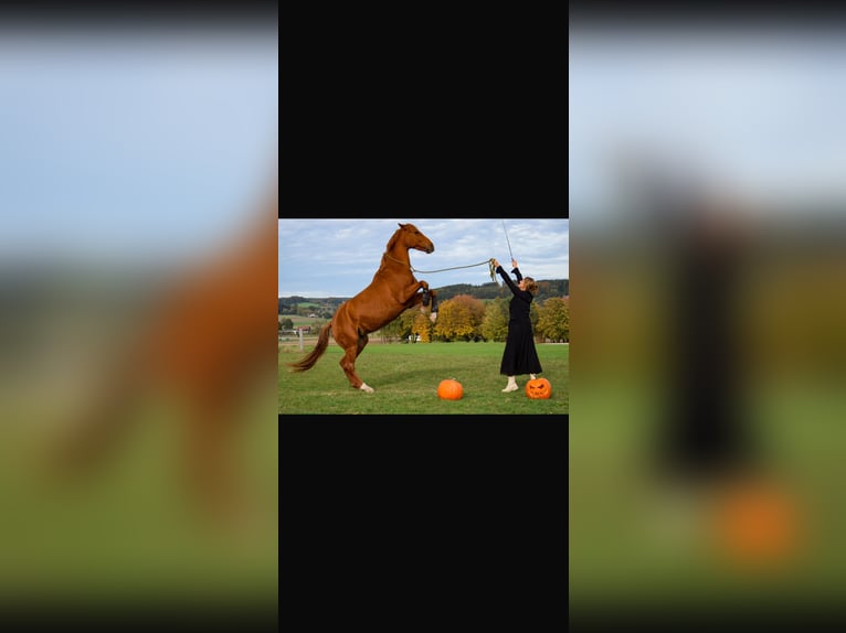 Deutsches Sportpferd Stute 8 Jahre 167 cm Fuchs in Steinhöring