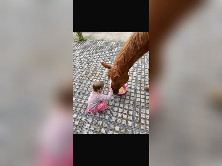 Deutsches Sportpferd Stute 8 Jahre 167 cm Fuchs in Steinhöring