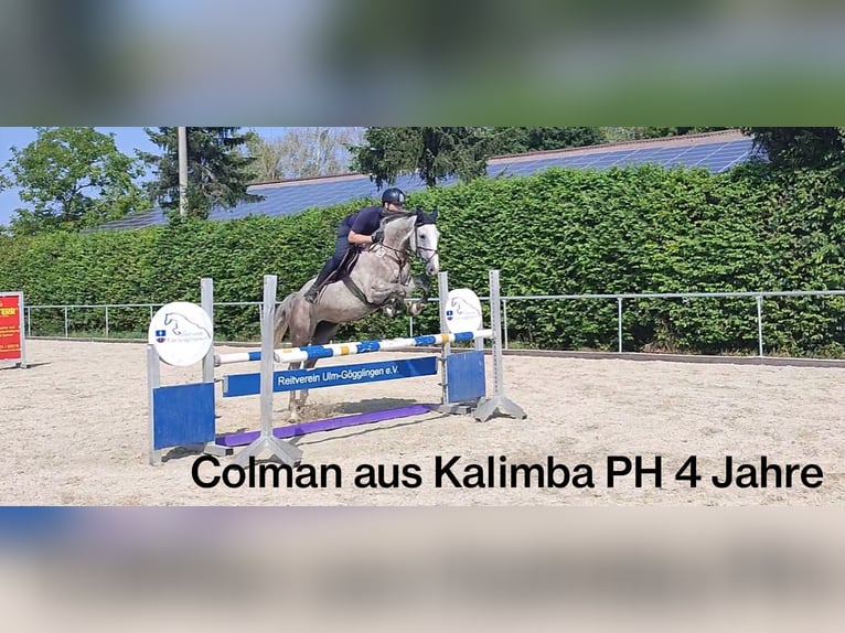 Deutsches Sportpferd Stute 8 Jahre 167 cm Fuchs in Laichingen