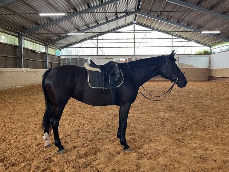 Deutsches Sportpferd Stute 8 Jahre 167 cm Rappe in Pfeffenhausen