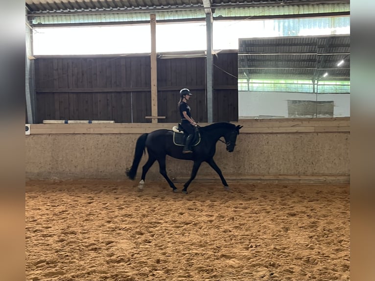 Deutsches Sportpferd Stute 8 Jahre 167 cm Rappe in Pfeffenhausen