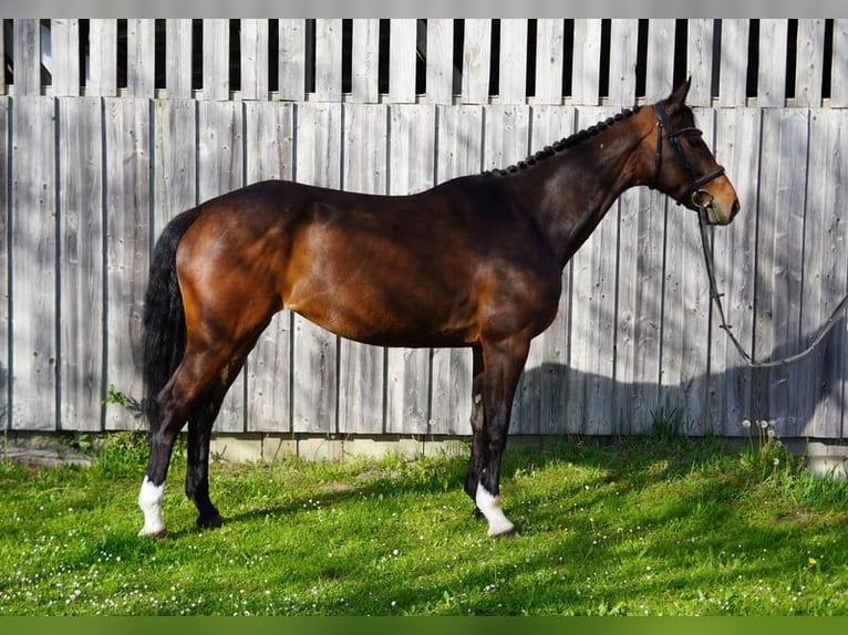 Deutsches Sportpferd Stute 8 Jahre 167 cm Schwarzbrauner in Fronreute