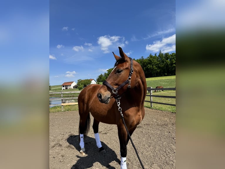 Deutsches Sportpferd Stute 8 Jahre 168 cm Brauner in Taufkirchen/ Vils