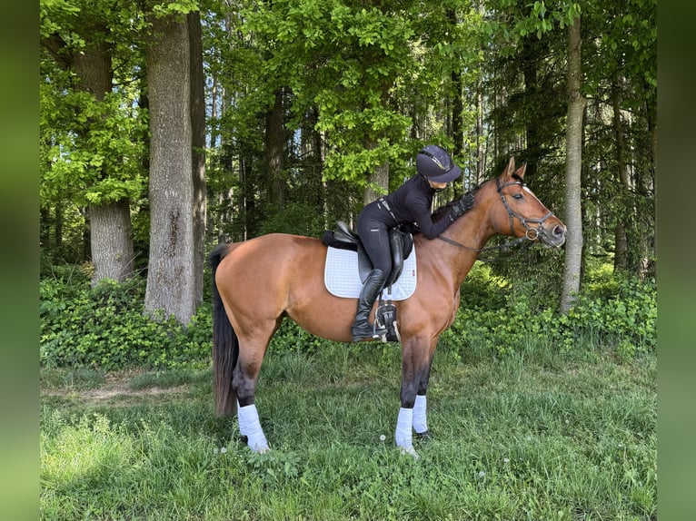 Deutsches Sportpferd Stute 8 Jahre 168 cm Brauner in Taufkirchen/ Vils