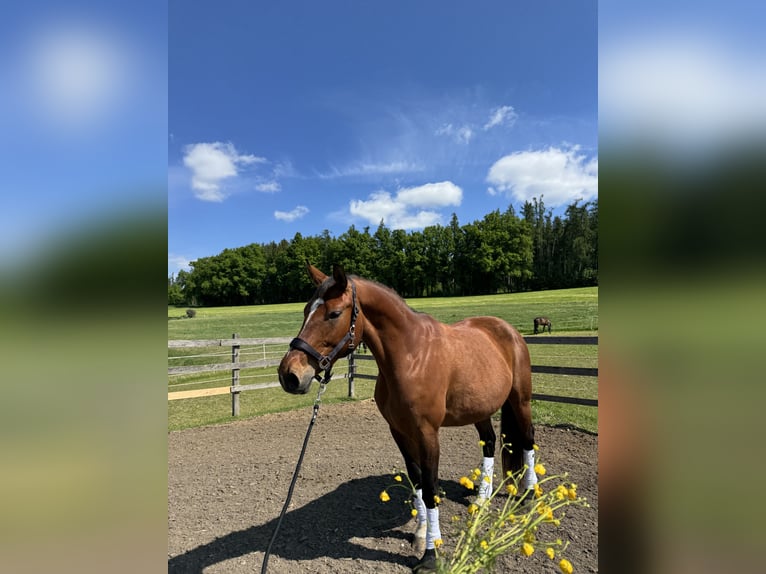 Deutsches Sportpferd Stute 8 Jahre 168 cm Brauner in Taufkirchen/ Vils