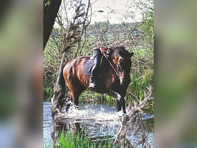Deutsches Sportpferd Stute 8 Jahre 168 cm Brauner in Groß Schulzendorf