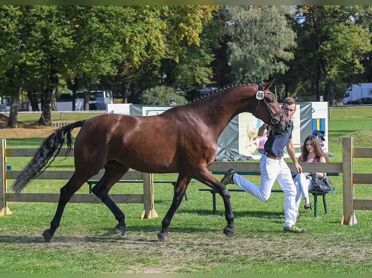 Deutsches Sportpferd Stute 8 Jahre 168 cm Brauner in Unterthingau