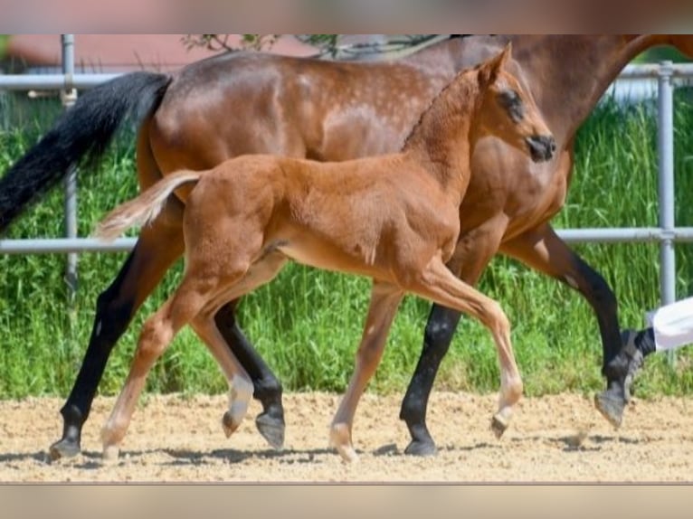 Deutsches Sportpferd Stute 8 Jahre 168 cm Brauner in Unterthingau