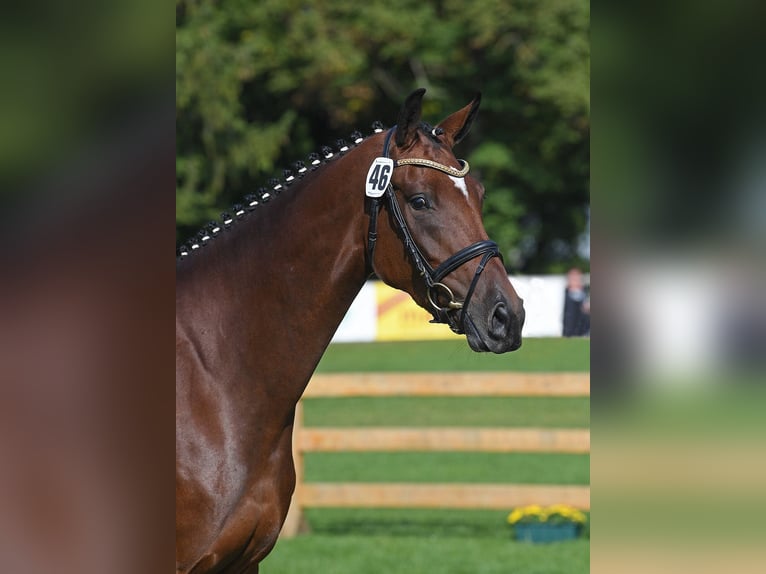 Deutsches Sportpferd Stute 8 Jahre 168 cm Brauner in Unterthingau
