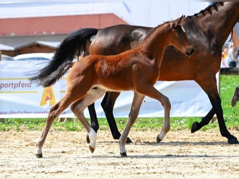 Deutsches Sportpferd Stute 8 Jahre 168 cm Brauner in Unterthingau