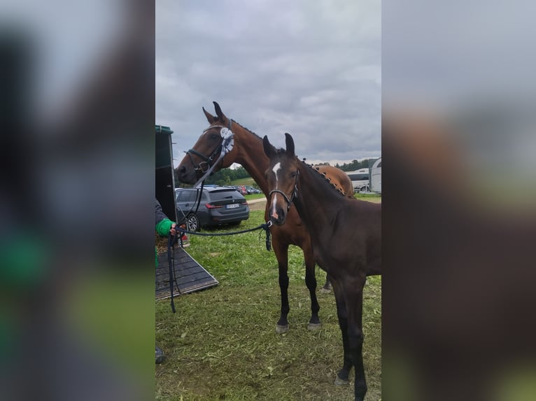 Deutsches Sportpferd Stute 8 Jahre 168 cm Brauner in Unterthingau