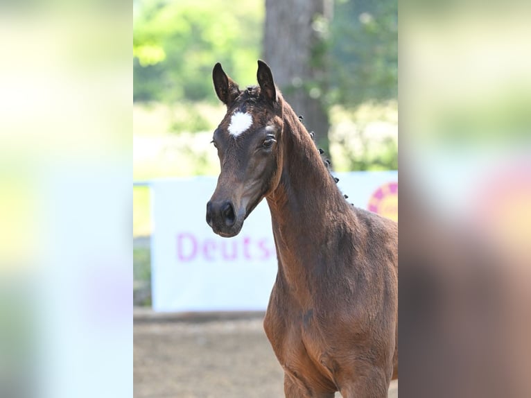 Deutsches Sportpferd Stute 8 Jahre 168 cm Brauner in Unterthingau