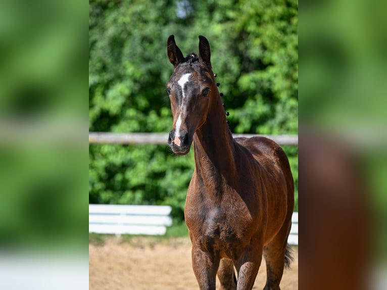 Deutsches Sportpferd Stute 8 Jahre 168 cm Brauner in Unterthingau