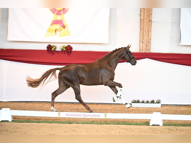 Deutsches Sportpferd Stute 8 Jahre 168 cm Brauner in Unterthingau