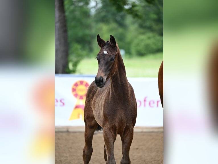 Deutsches Sportpferd Stute 8 Jahre 168 cm Brauner in Unterthingau