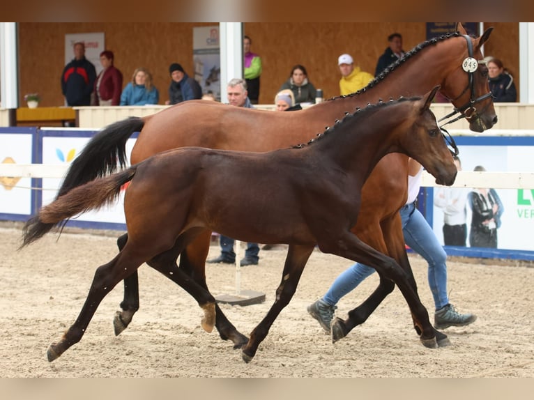 Deutsches Sportpferd Stute 8 Jahre 168 cm Brauner in Unterthingau
