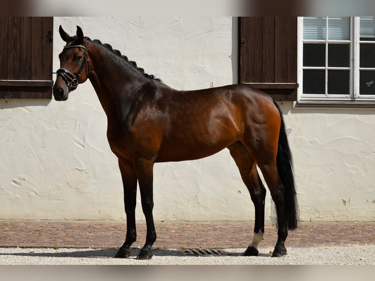 Deutsches Sportpferd Stute 8 Jahre 168 cm Brauner in Ochsenhausen