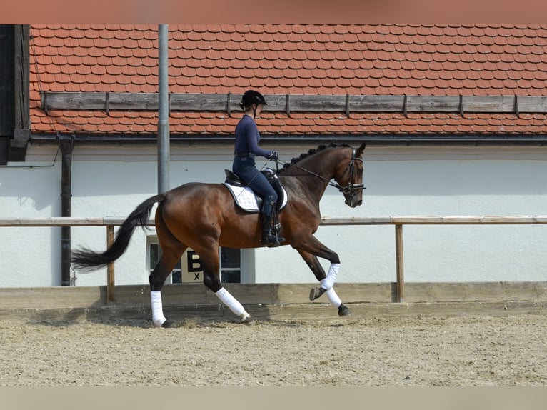 Deutsches Sportpferd Stute 8 Jahre 168 cm Brauner in Ochsenhausen