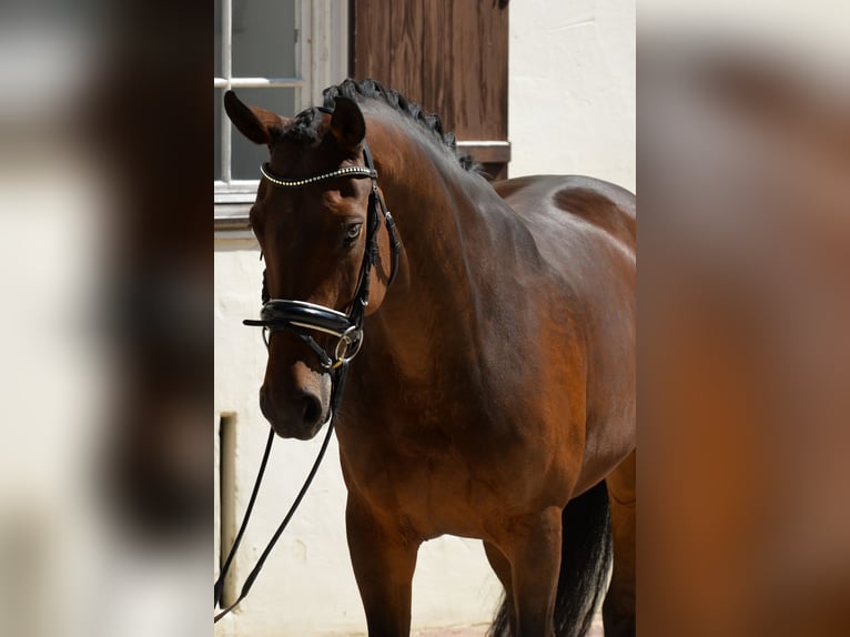 Deutsches Sportpferd Stute 8 Jahre 168 cm Brauner in Ochsenhausen