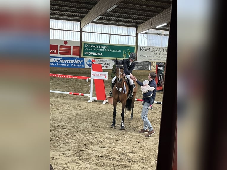 Deutsches Sportpferd Stute 8 Jahre 168 cm Brauner in Borgholzhausen