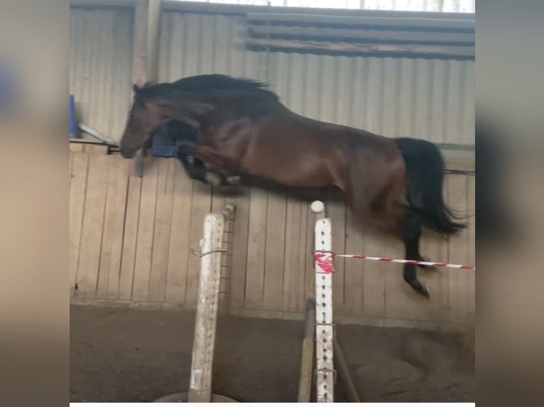 Deutsches Sportpferd Stute 8 Jahre 168 cm Brauner in Hochstadt am Main