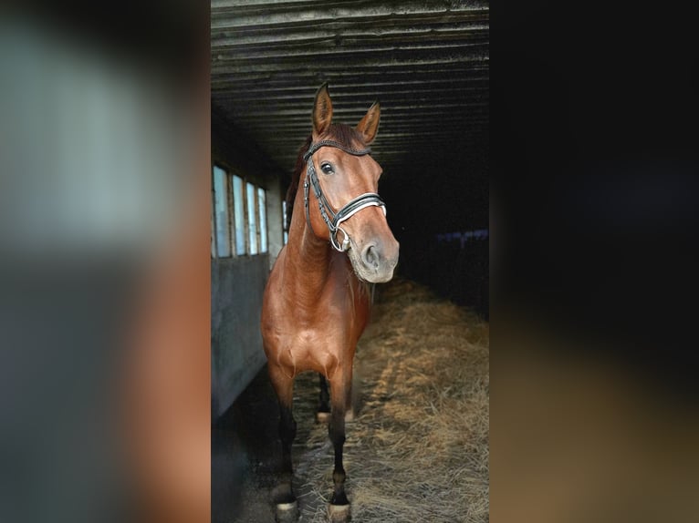 Deutsches Sportpferd Stute 8 Jahre 168 cm Brauner in Dahme/Mark