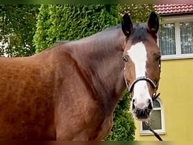 Deutsches Sportpferd Stute 8 Jahre 168 cm Brauner in Schwabmünchen