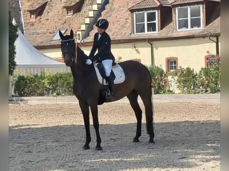 Deutsches Sportpferd Stute 8 Jahre 168 cm Dunkelbrauner in Bad König