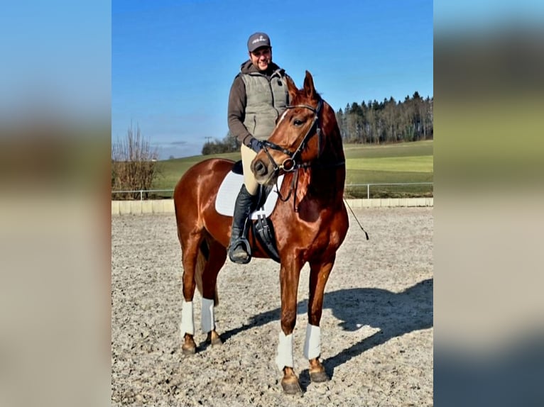 Deutsches Sportpferd Stute 8 Jahre 168 cm Dunkelfuchs in Dunzenhausen