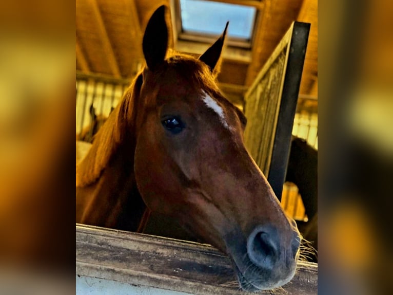 Deutsches Sportpferd Stute 8 Jahre 168 cm Dunkelfuchs in Dunzenhausen