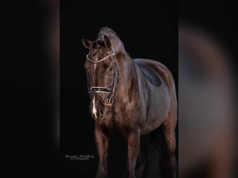 Deutsches Sportpferd Stute 8 Jahre 168 cm Rappe in HerrenbergHerrenberg