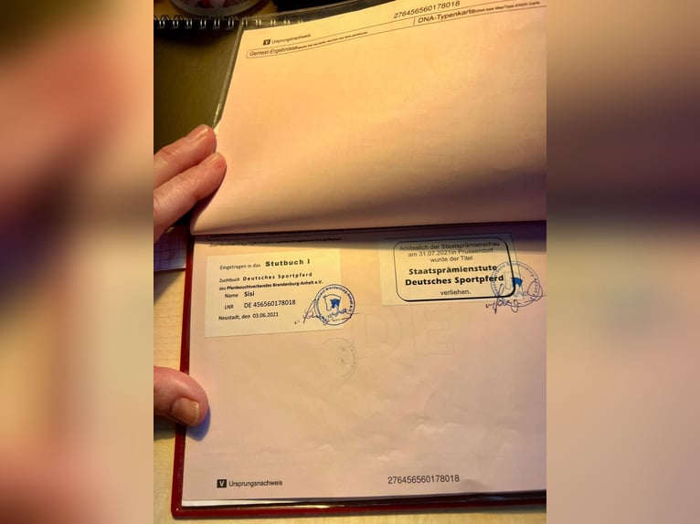 Deutsches Sportpferd Stute 8 Jahre 168 cm Rappe in Starnberg