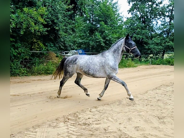 Deutsches Sportpferd Stute 8 Jahre 168 cm Schimmel in Seester