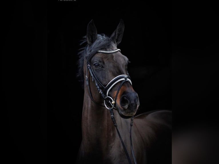 Deutsches Sportpferd Stute 8 Jahre 168 cm Schwarzbrauner in Delbrück