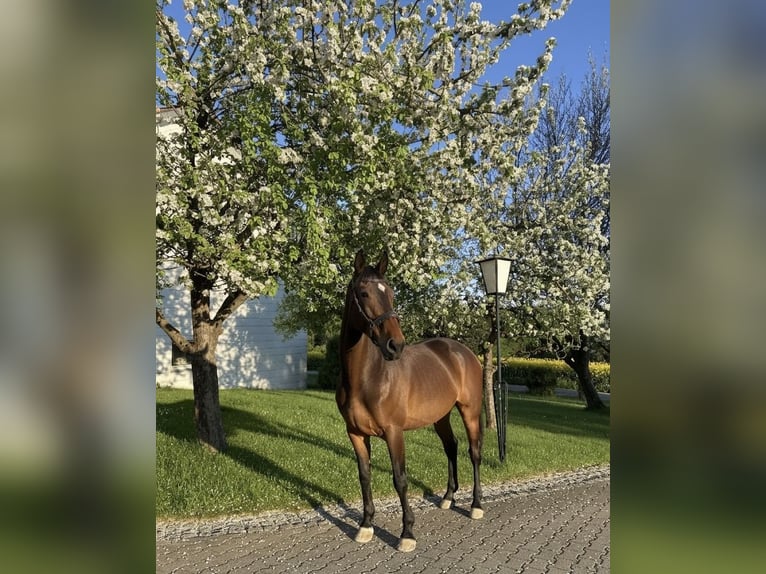 Deutsches Sportpferd Stute 8 Jahre 169 cm Brauner in Lauterstein